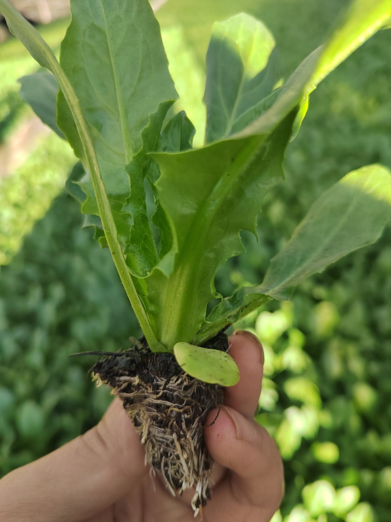 油麦菜苗一手货源产地直发大量供货长期供应