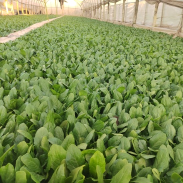 油麦菜苗一手货源产地直发大量供货长期供应