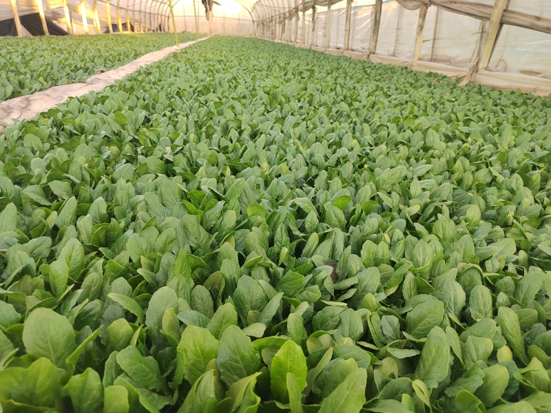 油麦菜苗一手货源产地直发大量供货长期供应