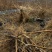 湖北神仙豆腐树苗基地批量供应观音豆腐树苗臭黄金树