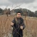 湖北神仙豆腐树苗基地批量供应观音豆腐树苗臭黄金树
