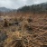湖北神仙豆腐树苗基地批量供应观音豆腐树苗臭黄金树