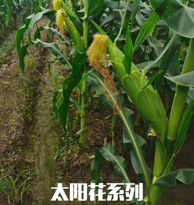 【太阳花玉米】云南玉米/个头大无虫眼/大量现货/可发全国