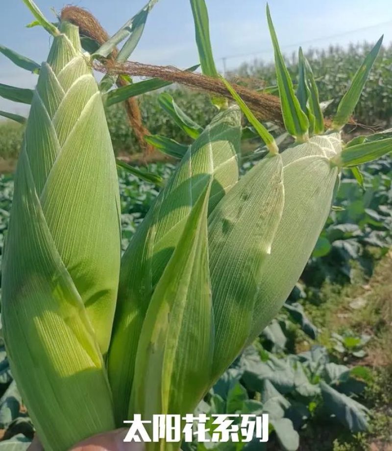 【太阳花玉米】云南玉米/个头大无虫眼/大量现货/可发全国