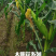 『精』云南玉米(太阳花系列)个头大无虫眼/产地代发全国