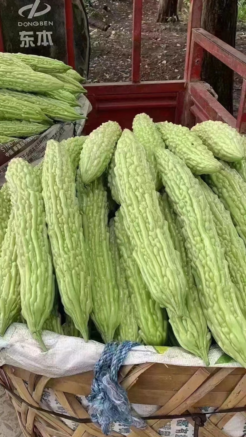 苦瓜种子玉秀早熟好品质绿白苦瓜杂交品种抗性强产量高