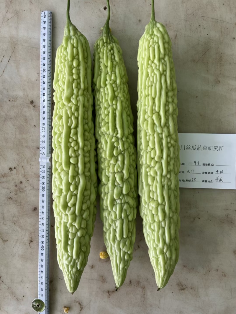 苦瓜种子玉秀早熟好品质绿白苦瓜杂交品种抗性强产量高