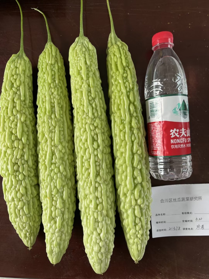 苦瓜种子玉秀早熟好品质绿白苦瓜杂交品种抗性强产量高