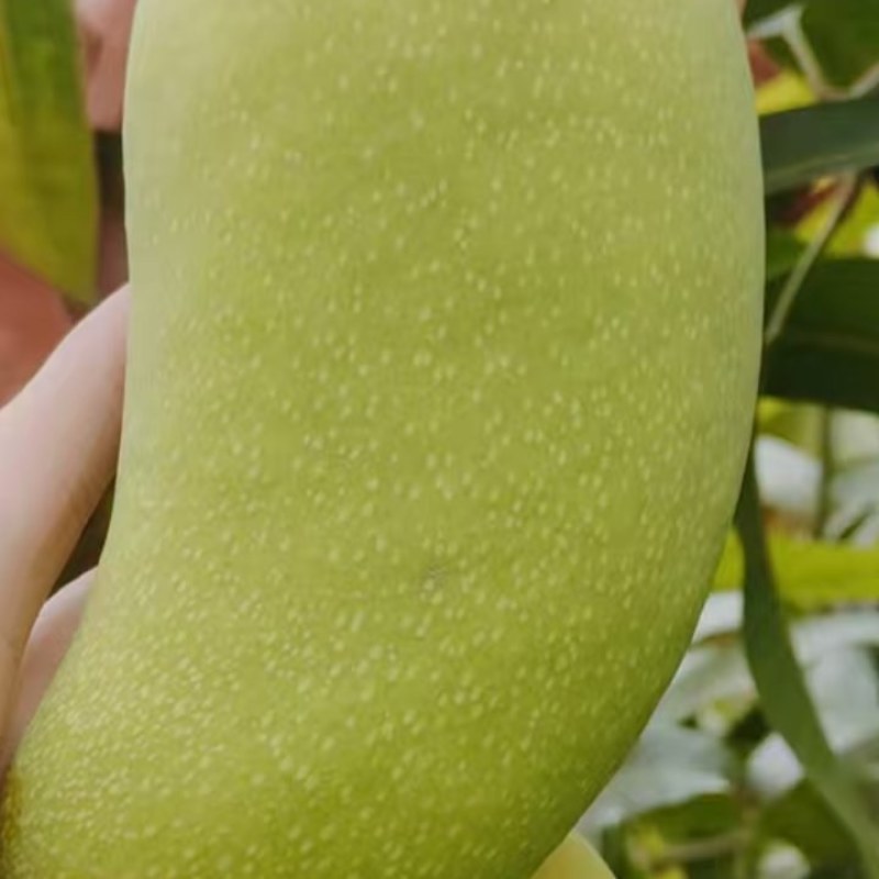 芒果