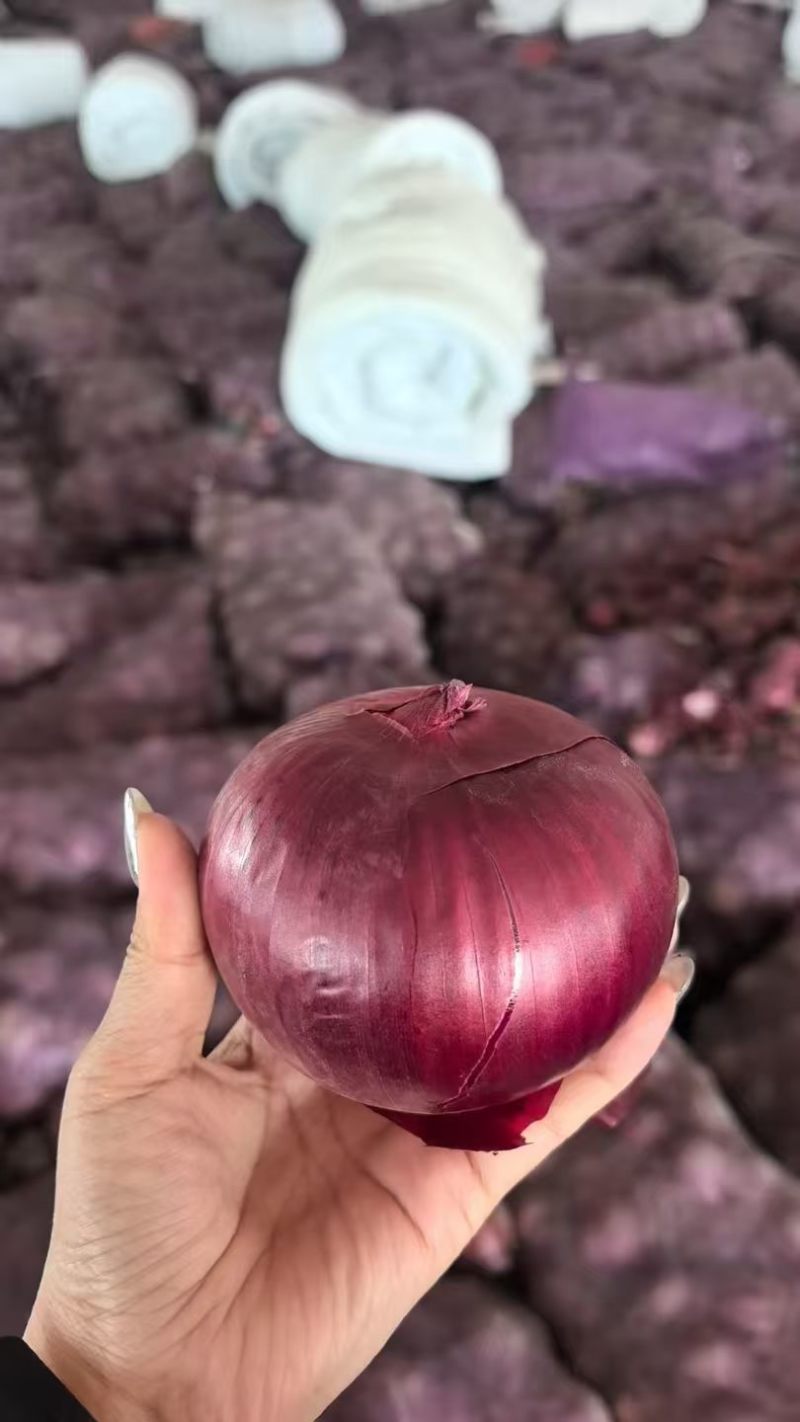 内蒙古紫皮洋葱，优质现货，大小8-11一吨200