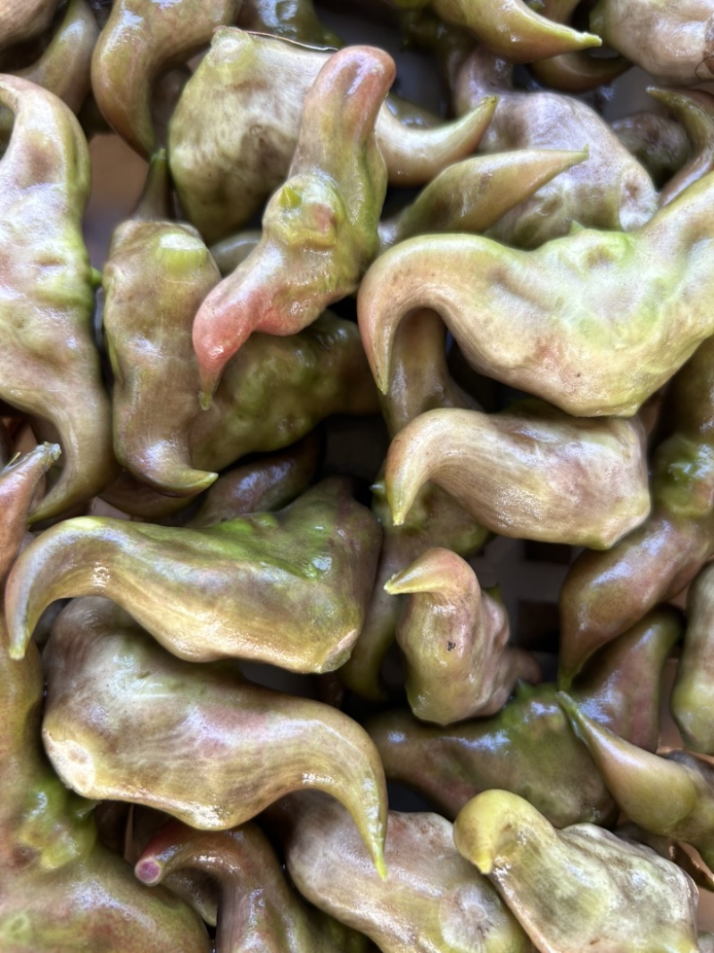 大青菱角、白菱角、老菱角。药食同源粉糯凌角，欢迎联系采购