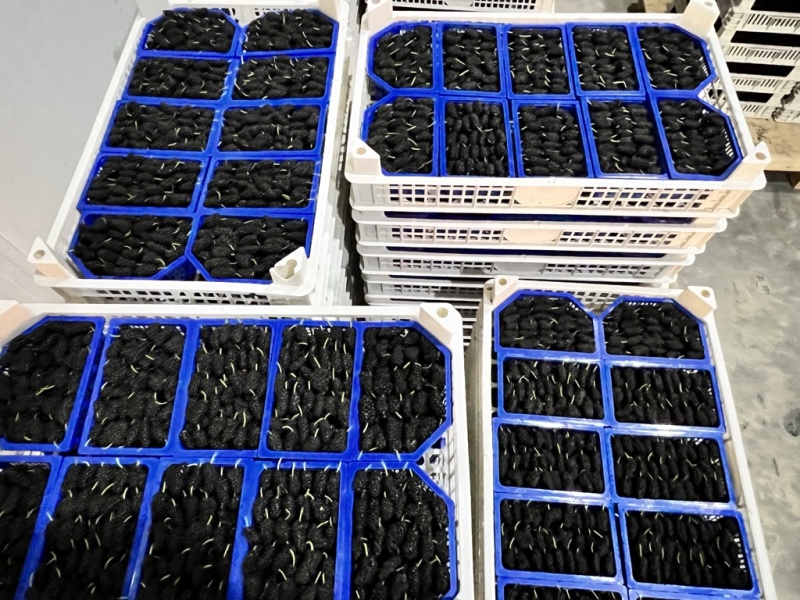精品桑葚产地直供代办代发市场商超大型供应链