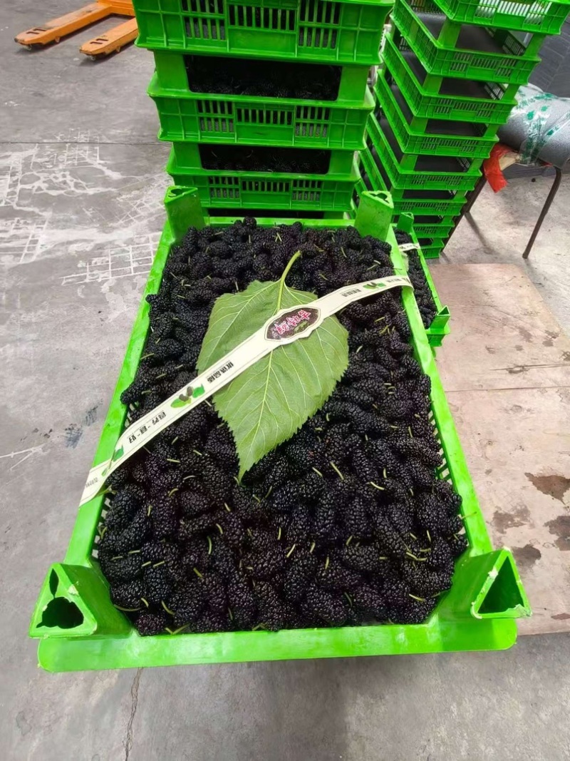 精品桑葚产地直供代办代发市场商超大型供应链