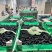 精品桑葚产地直供代办代发市场商超大型供应链