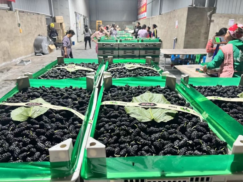 精品桑葚产地直供代办代发市场商超大型供应链