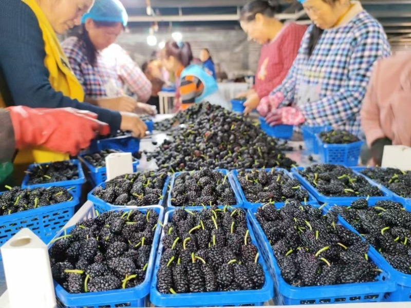 精品桑葚产地直供代办代发市场商超大型供应链