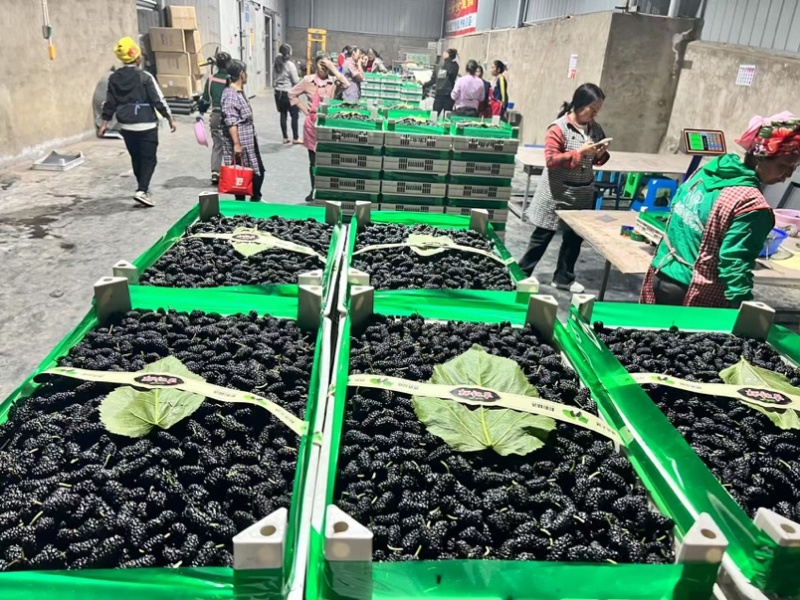 精品桑葚产地直供代办代发市场商超大型供应链