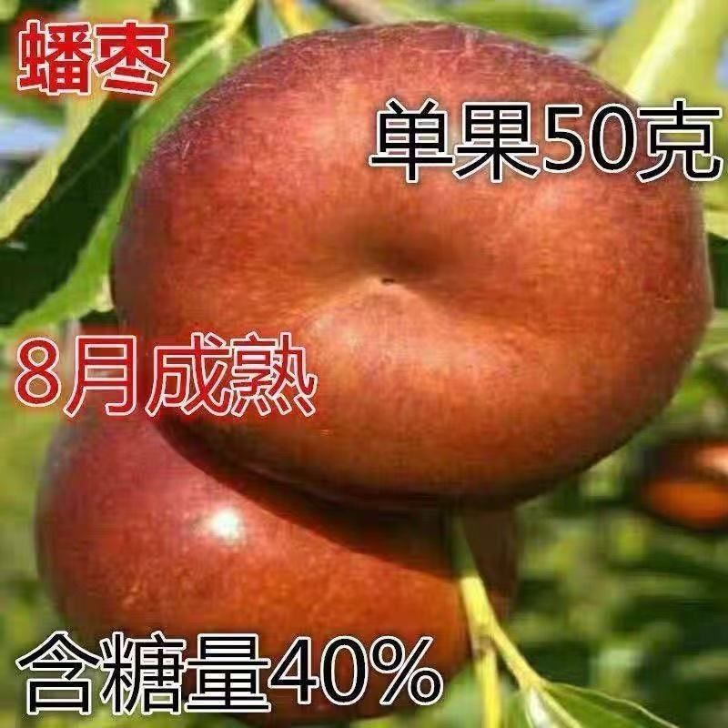 油蟠枣树苗嫁接耐寒树苗适合南北方种植盆栽地栽庭院种植