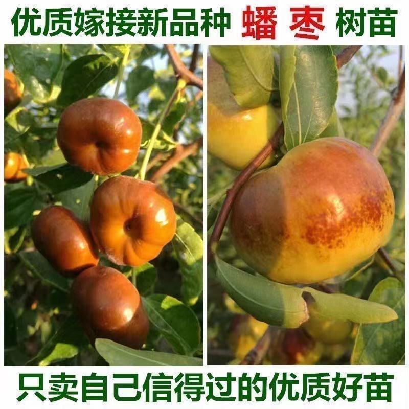 油蟠枣树苗嫁接耐寒树苗适合南北方种植盆栽地栽庭院种植