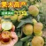油蟠枣树苗嫁接耐寒树苗适合南北方种植盆栽地栽庭院种植