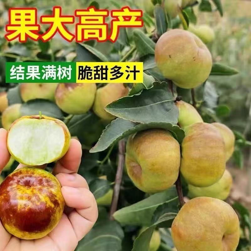 油蟠枣树苗嫁接耐寒树苗适合南北方种植盆栽地栽庭院种植