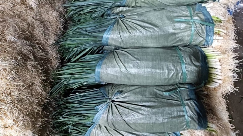 精品云南白蒜苗一手货源全国发货量大价优欢迎随时