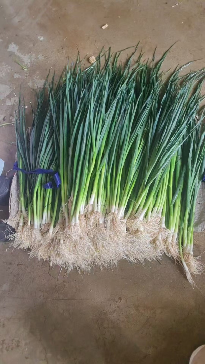 精品云南白蒜苗一手货源全国发货量大价优欢迎随时