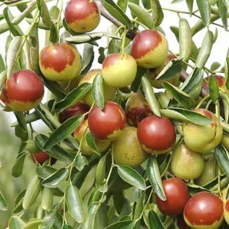 沾化冬枣枣树苗南方北方阳台盆栽庭院地栽果树苗种植当年