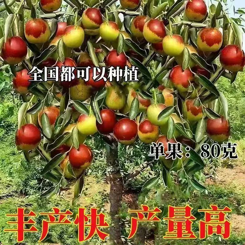 沾化冬枣枣树苗南方北方阳台盆栽庭院地栽果树苗种植当年