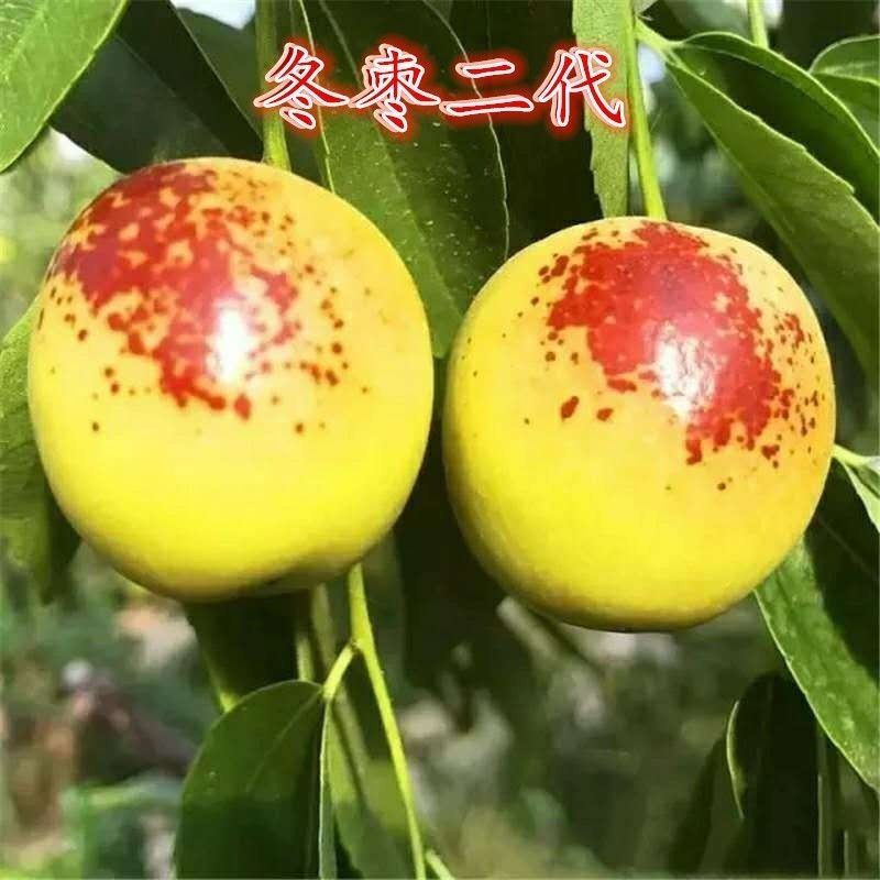 沾化冬枣枣树苗南方北方阳台盆栽庭院地栽果树苗种植当年