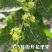 沾化冬枣枣树苗南方北方阳台盆栽庭院地栽果树苗种植当年