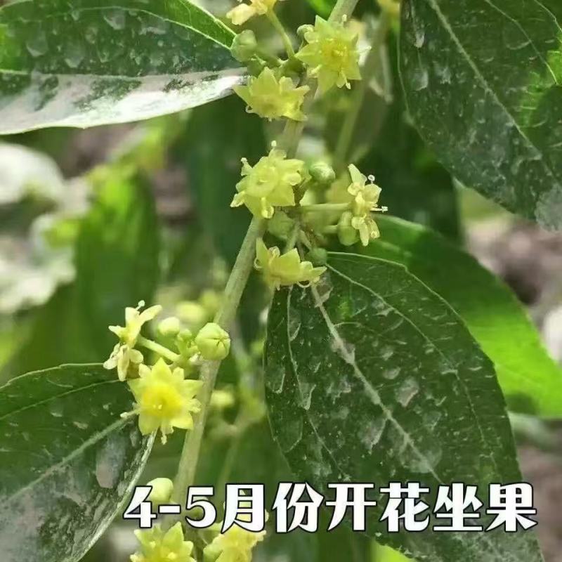 沾化冬枣枣树苗南方北方阳台盆栽庭院地栽果树苗种植当年