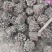 泡桐树根。优质泡桐树根。9501。四倍体泡桐树根。新品种