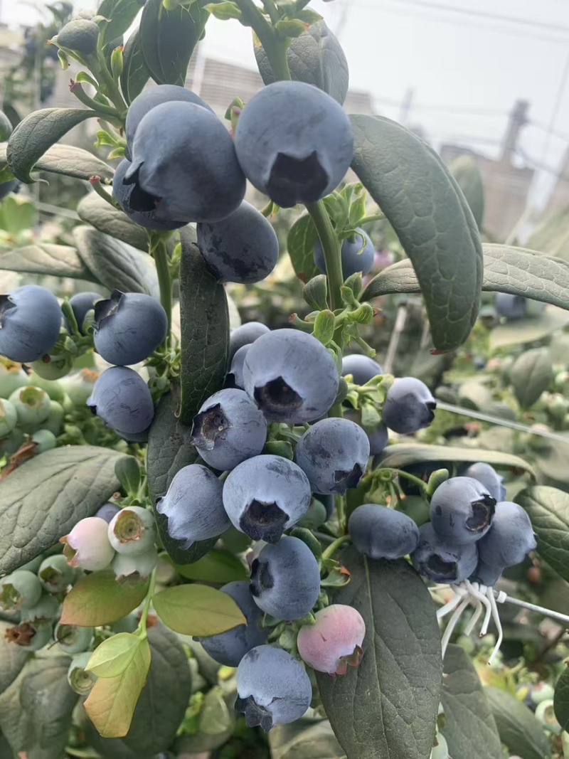 云南花香蓝莓