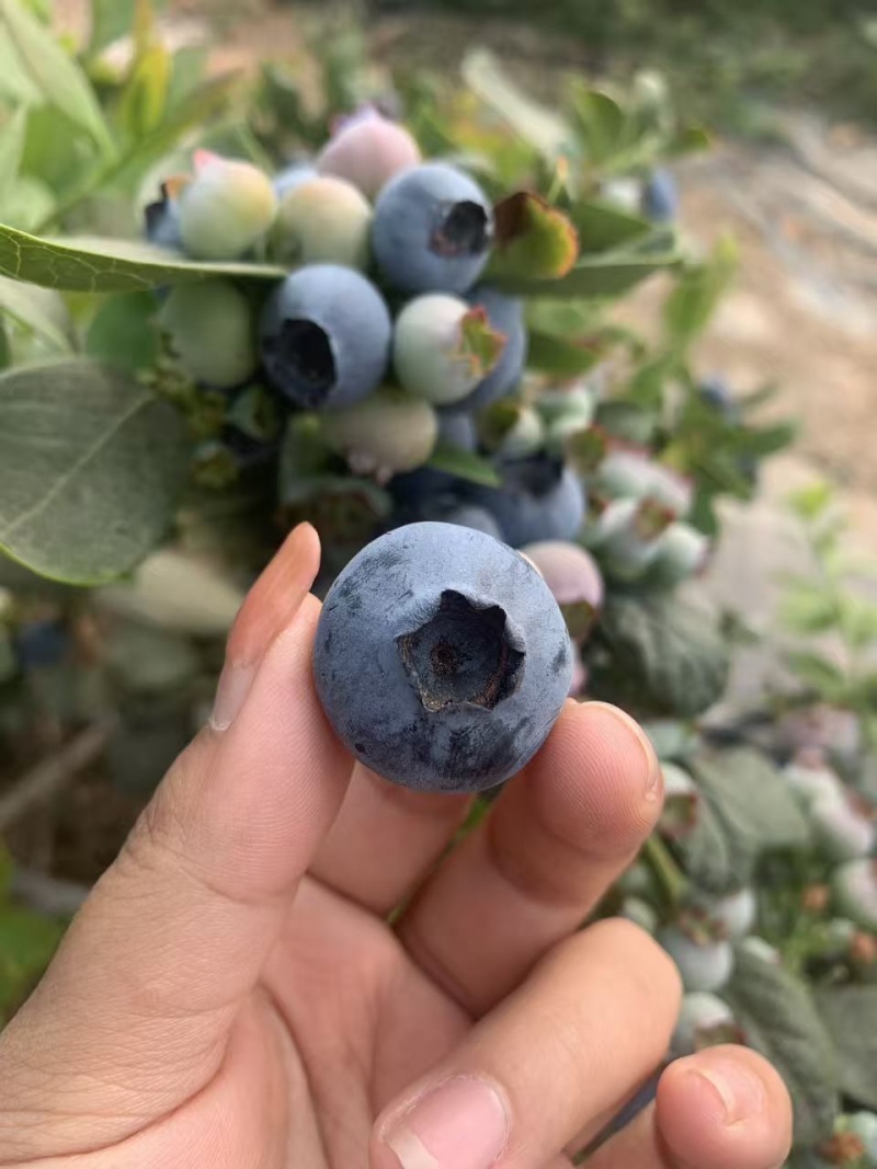 云南花香蓝莓