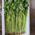 精品芹菜一手货源全国发货量大价优欢迎随时联系