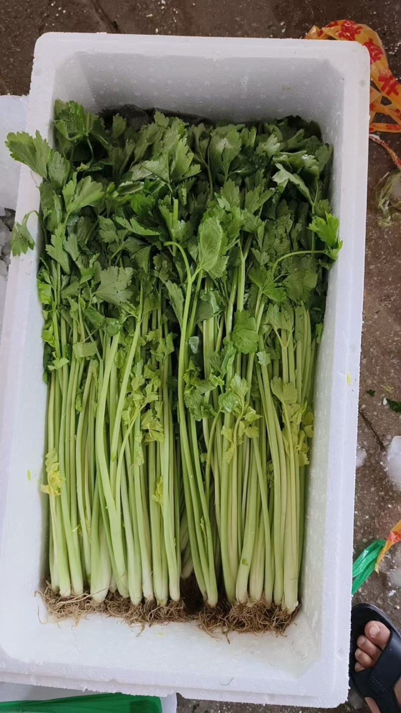 精品芹菜一手货源全国发货量大价优欢迎随时联系