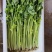 精品芹菜一手货源全国发货量大价优欢迎随时联系