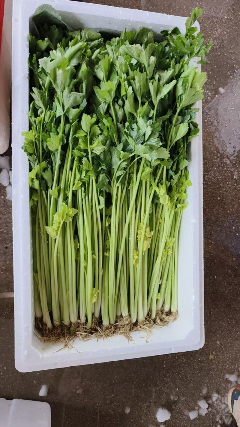 精品芹菜一手货源全国发货量大价优欢迎随时联系