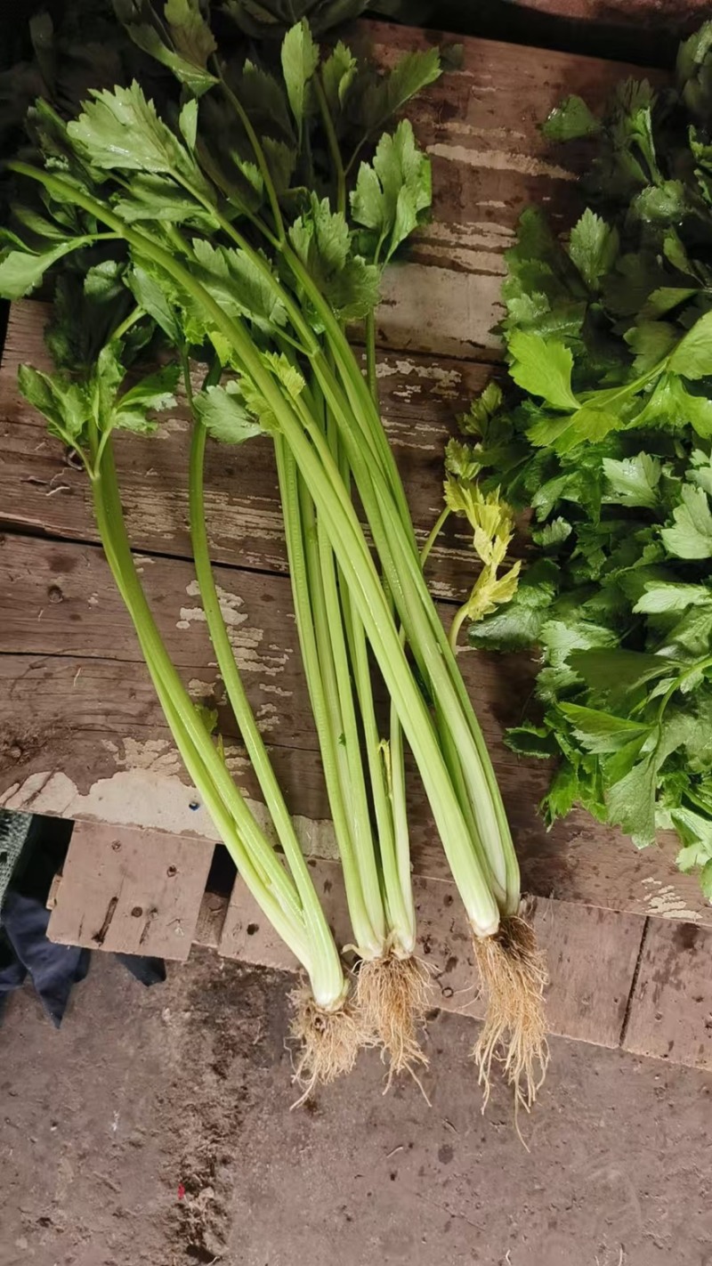精品芹菜一手货源全国发货量大价优欢迎随时联系