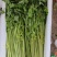精品芹菜一手货源全国发货量大价优欢迎随时联系