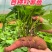 烟薯苗、薯苗、脱毒苗、对接全国量大从优、基地直供、