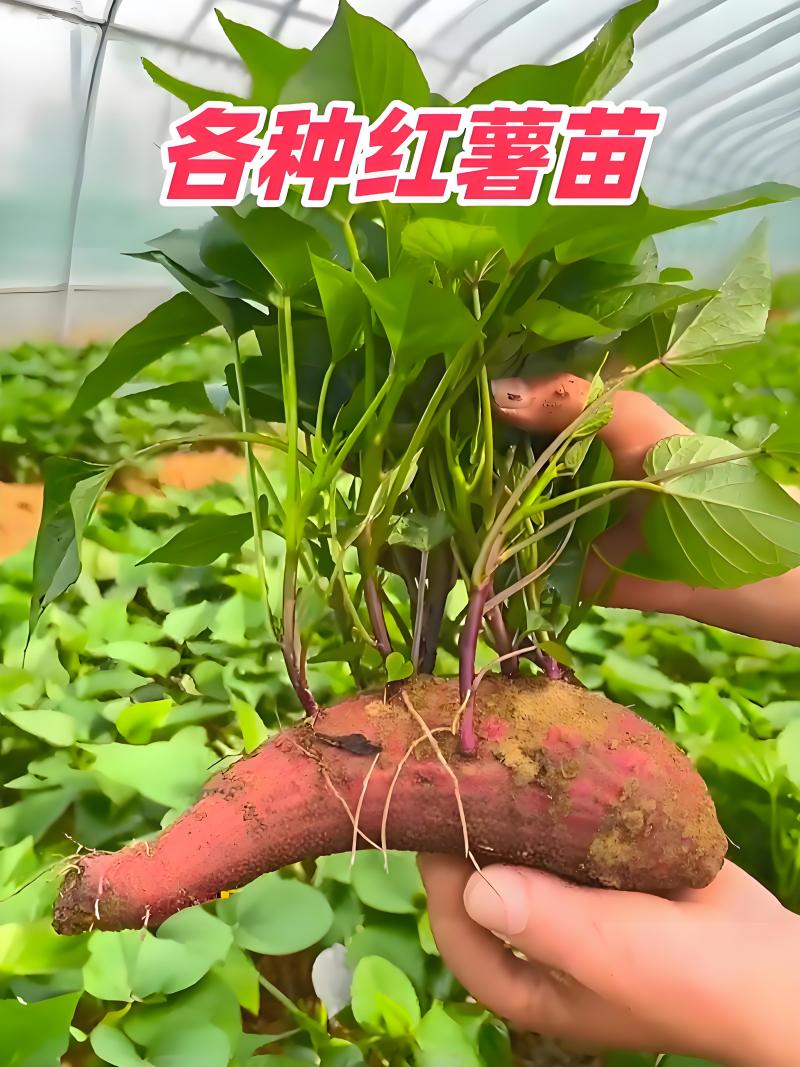 烟薯苗、薯苗、脱毒苗、对接全国量大从优、基地直供、