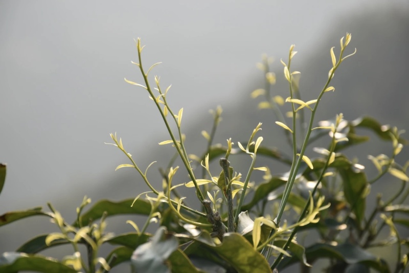 云南雷公菜/长蕊甜菜/云南特色/野菜天花板