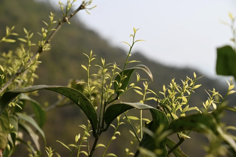 云南雷公菜/长蕊甜菜/云南特色/野菜天花板