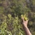 云南雷公菜/长蕊甜菜/云南特色/野菜天花板