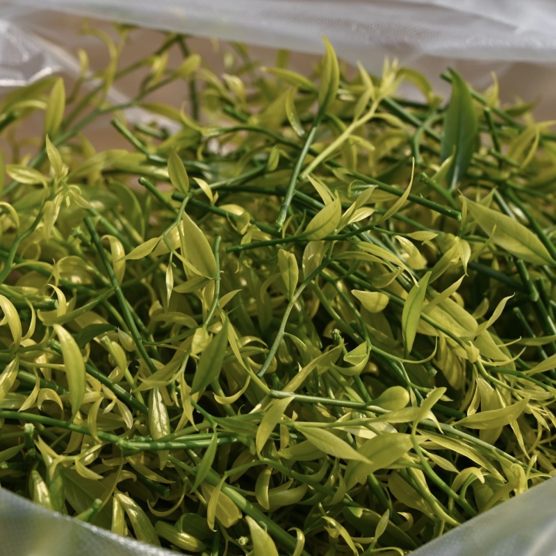 云南雷公菜/长蕊甜菜/云南特色/野菜天花板