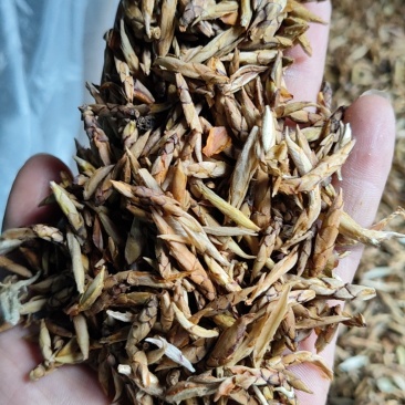 老鹰茶请看图片LX
