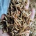 老鹰茶请看图片LX