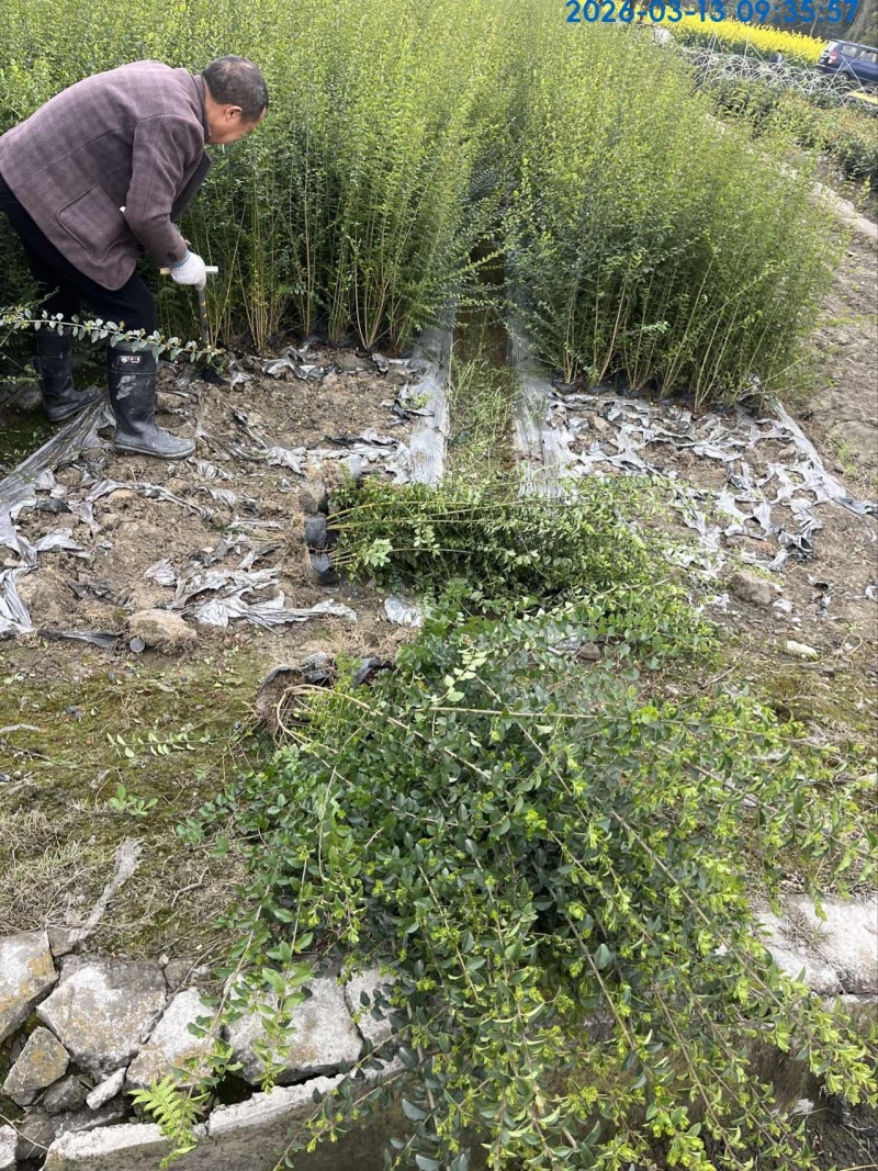 小叶女贞，高度50，80，100厘米，各规格基地常年批发